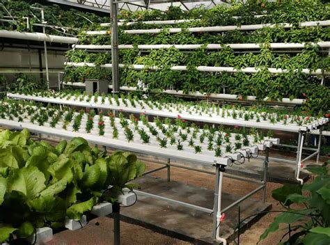 Build a NFT Hydroponic System Using 50Mm PVC 的图像结果