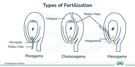 Image result for Fertilisation Types