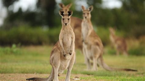 What is the National Animal of Japan?