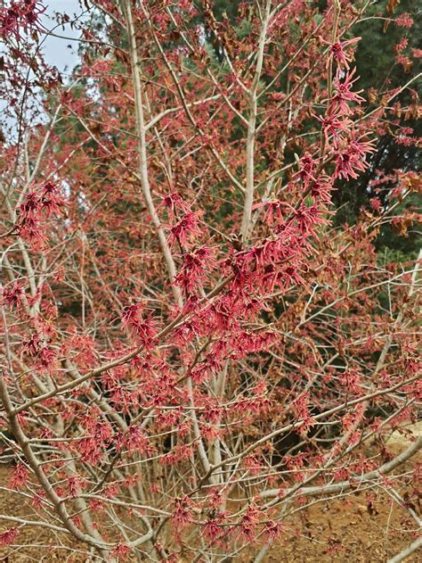 Hamamelis vernalis f. carnea - red-petal vernal witch-hazel | The Dawes ...