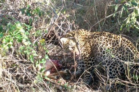 𝗧𝗛𝗘 𝟭𝟬 𝗕𝗘𝗦𝗧 Hotels in Mala Mala Private Game Reserve of 2024