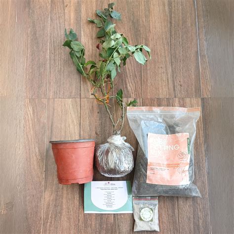 Combo Plant Kit For Beginner — Mainaam Garden