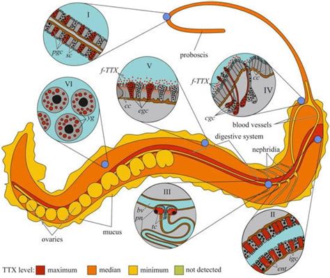 An Overview of the Anatomical Distribution of Tetrodotoxin in Animals