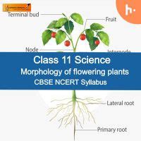 Listen Online Podcast Theory Set | Class 11 | Biology | Morphology of ...