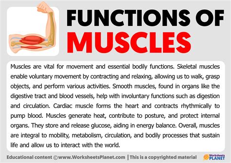 Image result for Functions of Muscles