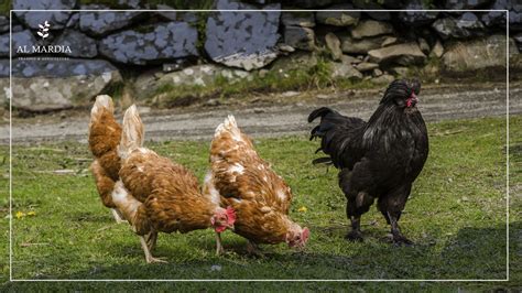 What Do Chickens Eat for a Regular Day?