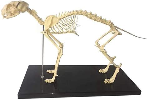 Buy Study Model Educational Model Cat Skeleton Anatomical Model Animal ...