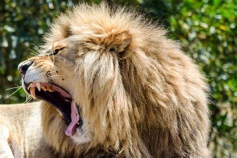 Drakenstein Lion Park in Paarl