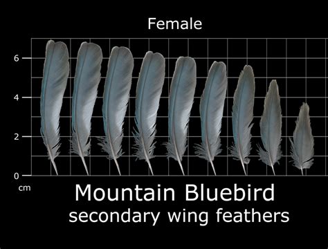 The Feather Atlas - Feather Identification and Scans - U.S. Fish and ...
