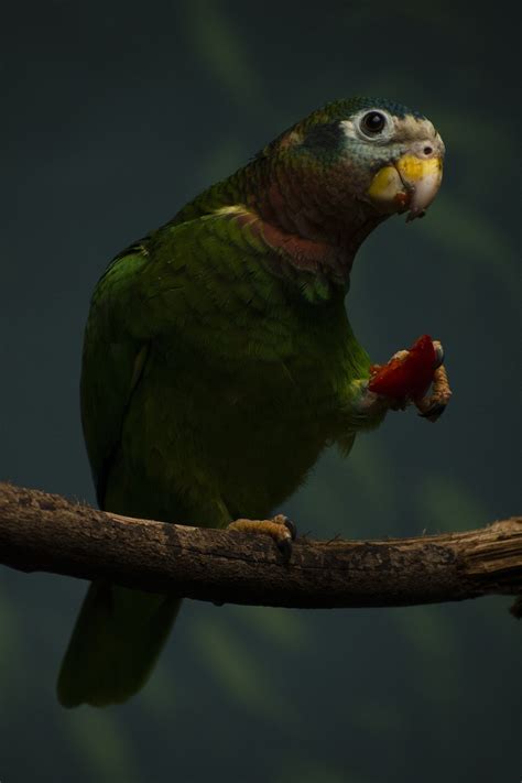 Image result for Bird Simple Parrot Image