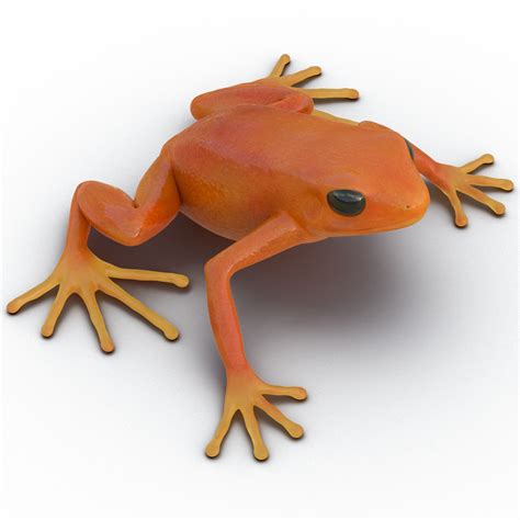 3D model Mantella Frog Pose 2 | 3D Molier International