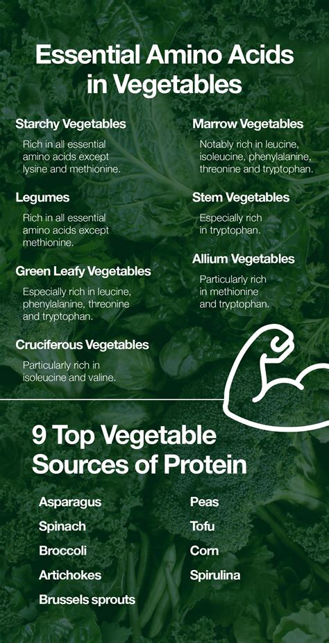 Let's Get to Know the Essential Amino Acids in Vegetables – The Amino Company
