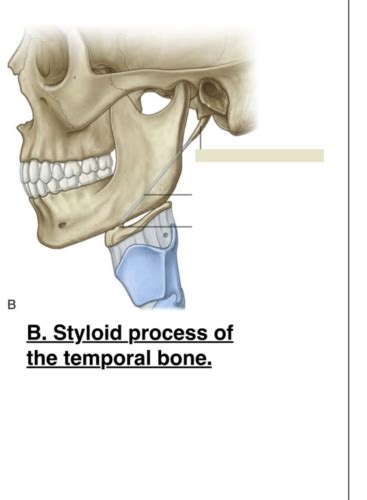 Image result for Temporal Styloid Process Anatomy