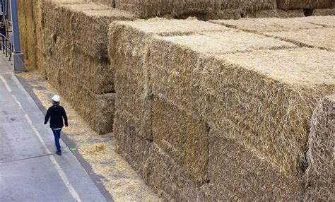 Bioenergy 的图像结果