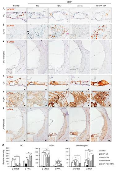 Gap Junction-Mediated Intercellular Communication of cAMP Prevents CDDP ...