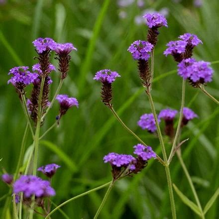 Flower Seeds For Every Garden - Waitrose Garden