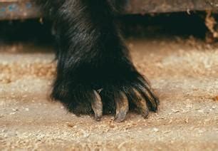 Rescue Bear Jambolina - FOUR PAWS International - Animal Welfare ...