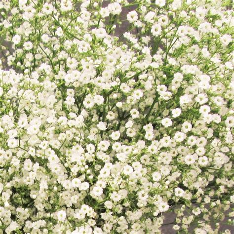 TomorrowSeeds Annual Baby's Breath Seeds, 4500 Count, Gypsophila ...