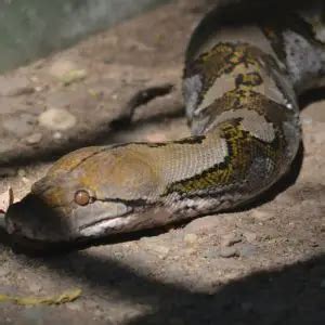 Image result for Is Reticulated Python Venomous
