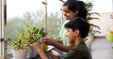 7 Best Houseplants To Keep Your Home Cool