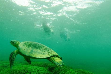 Kane'ohe Bay Sandbar Self-Guided Kayak and Snorkel Discovery 2022 ...