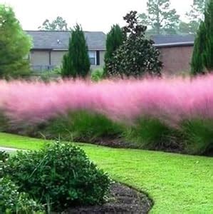 Pink Muhly Grass Seeds, Perennial Muhlenbergia Capillaris : Amazon.in ...