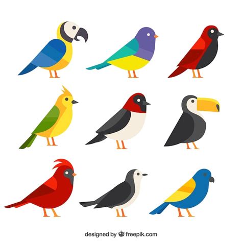 Flache exotische Vogelsammlung | Kostenlose Vektor