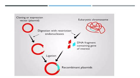 rDNA Technology Grade 12 的图像结果