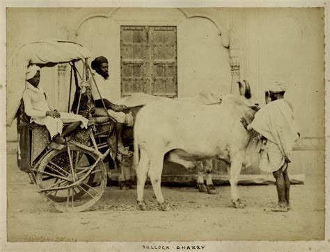Indian Bullock Cart - c1860's - Old Indian Photos