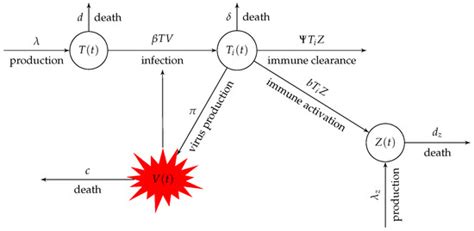 Identifiability and Parameter Estimation of Within-Host Model of HIV ...