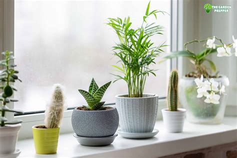 10 Easy Plants to Grow from Seed Indoors