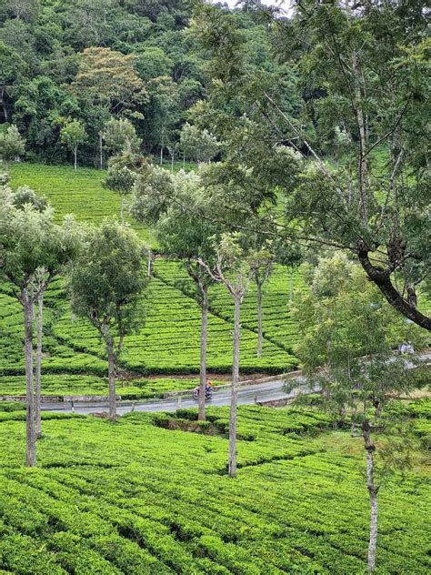 Discovering the Nilgiris: Hidden Treasures Unveiled – Travel-along.in