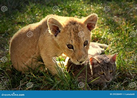 Lion cub with cat stock image. Image of carnivore, friendship - 29338491