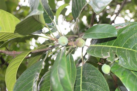 Ficus callosa Willd. | Plants of the World Online | Kew Science