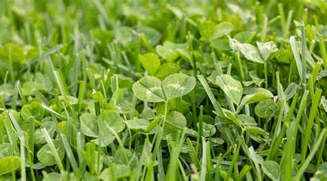 Microclover Lawn 的图像结果