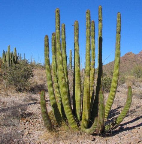 Cactus Plants Images: A Stunning Visual Journey Through the World of D ...