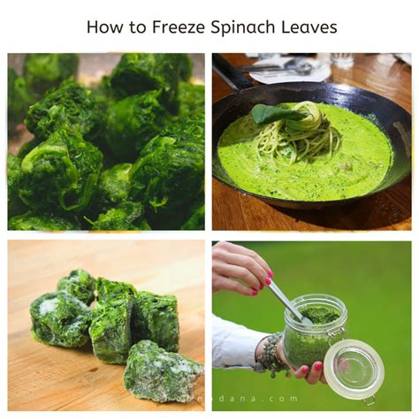 How to Freeze Spinach Leaves - Shopno Dana