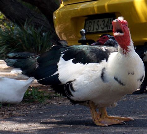 Image result for Sony 5N Tutorial