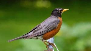 Who is Known as the Father of Modern Seismology?