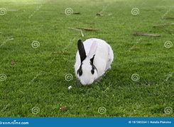 Image result for Black and White Rabbit