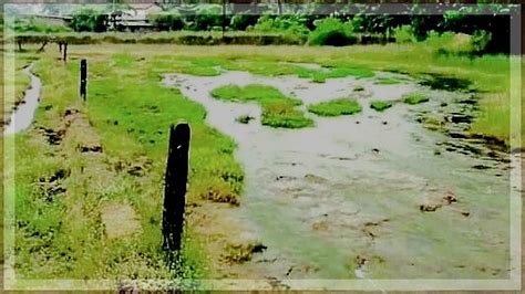 Cuncolim Farmers Alarmed by Contaminated Water Flowing into Fields
