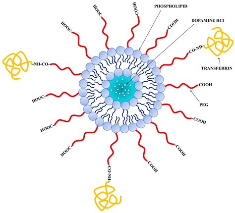 Transferrin Functionalized Liposomes Loading Dopamine HCl: Development ...