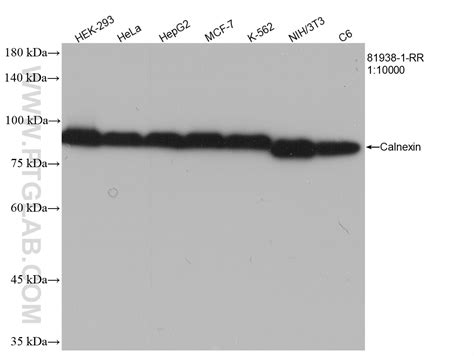Calnexin antibody (81938-1-RR) | Proteintech