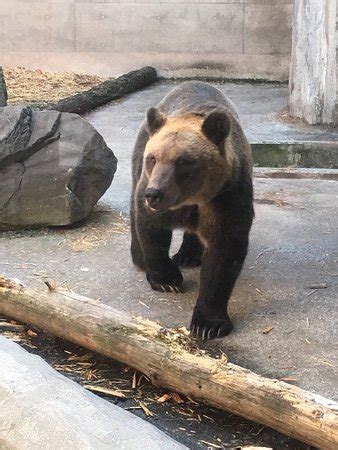 Asahiyama Zoo (Asahikawa) - What to Know Before You Go (with reviews ...