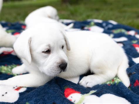 White Lab Puppies For Sale - A&B Labradors In Alabama