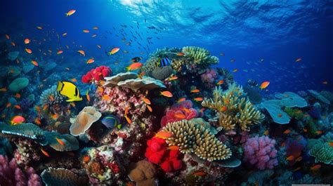 Fish Swimming 的图像结果