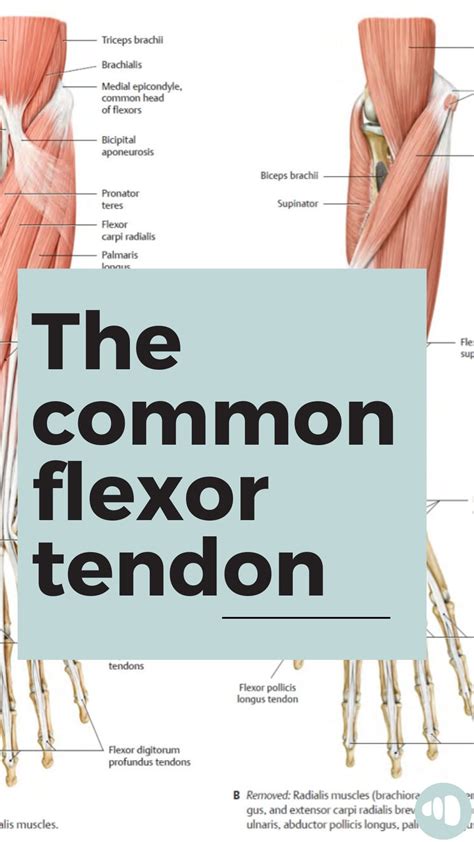 Anatomy of Pilates | MSc Kin (orthopedic rehab/adaptive sports) | The common flexor tendon is ...