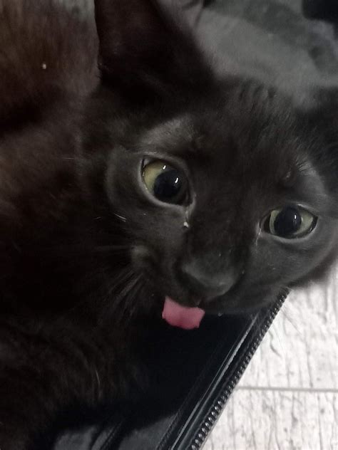 Beanie Baby Birthdays on Tumblr