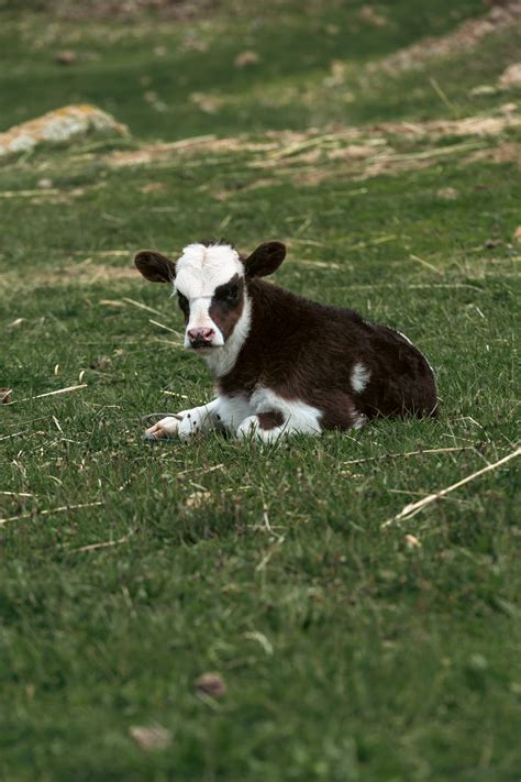 Download Cute Baby Cow On Grass Wallpaper | Wallpapers.com