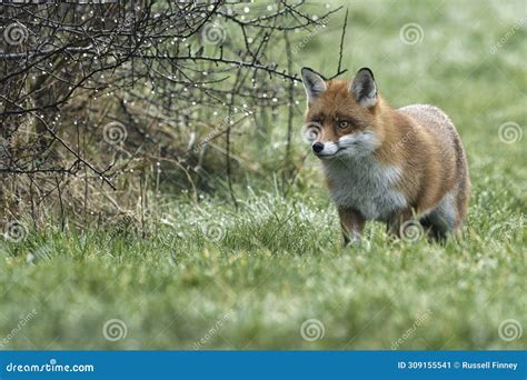 Red Fox Scientific Name: Vulpes Vulpes Stock Image - Image of ...